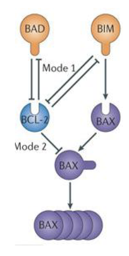<p>In active form promotes it self</p><p>Inhibited by Bcl2 which is inhibited by BAD and by BIM</p><p>BIM promotes BAX</p><p>Bax cluster to form pores</p>