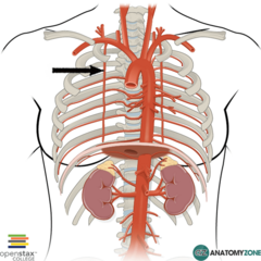 <p>Identify the structure</p>