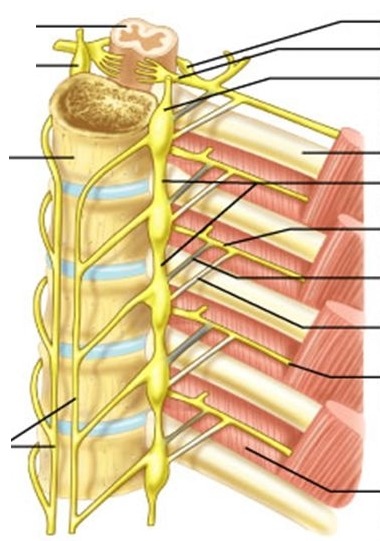 <p>paired clusters of nerve cell bodies that run in long chains on both sides of the spine, acting as critical relay stations for the body's involuntary "fight or flight" response</p>