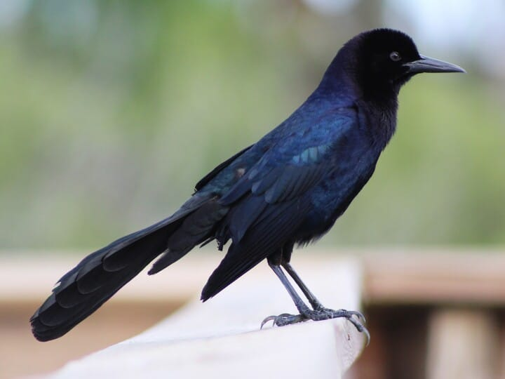 <p>boat-tailed grackle</p><p>male<br>larger than Common <br>tail keeled + longer in proportion to body <br>blue-purple iridescent all over</p>