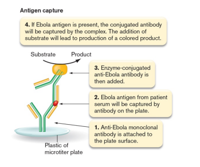 <p>Immunological Methods of Detection</p><p>Tests for Antigen (Antigen Capture)</p><ul><li><p>unconjugated antibody stuck to well </p></li><li><p>antigen allowed to bind </p></li><li><p>enzyme conjugated antibody then added </p></li><li><p>color based reaction carried out </p></li><li><p>strength of color depends on how much antigen bound</p></li></ul><p></p>