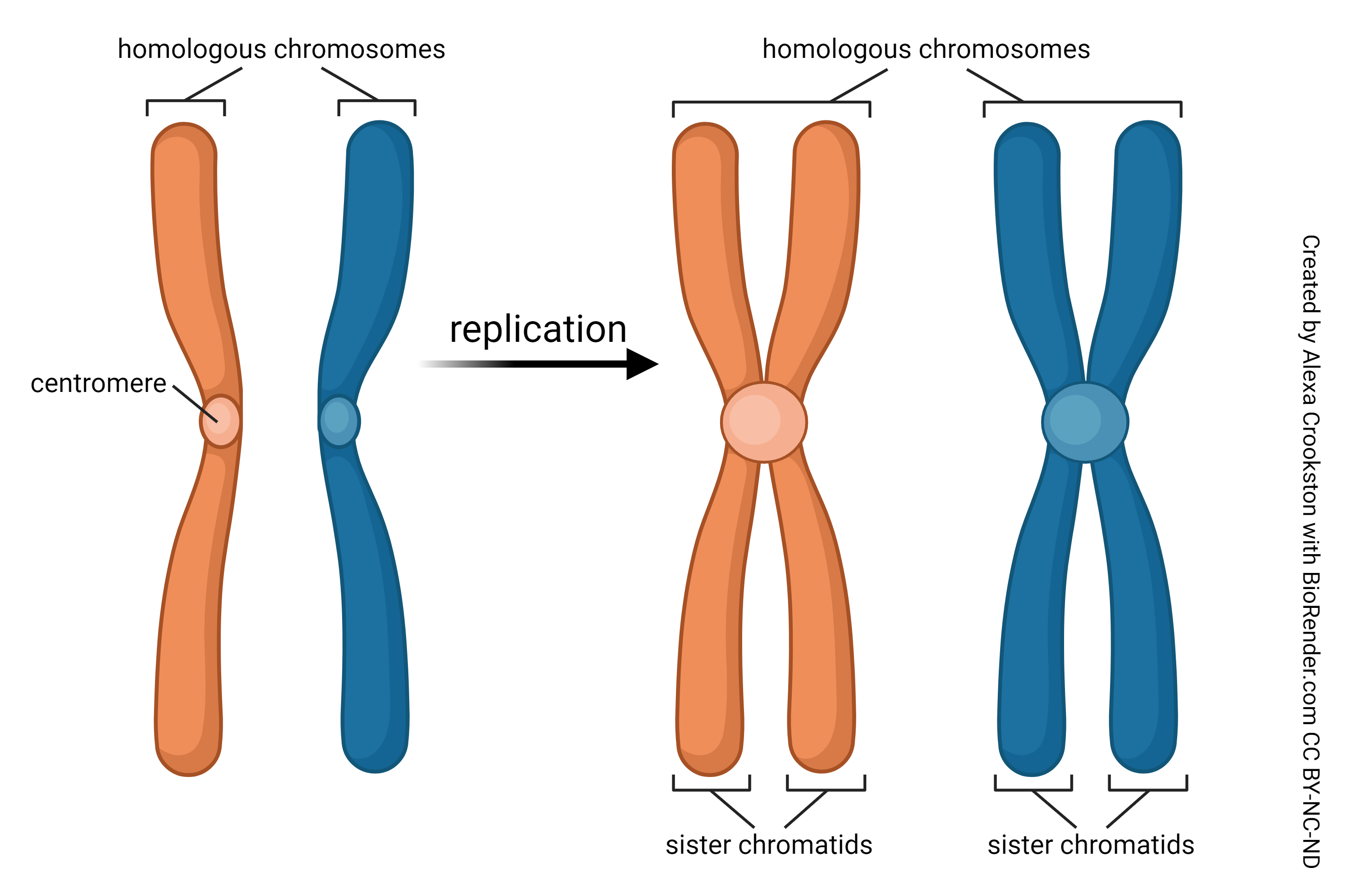 <p>Replicated Chromosome</p>