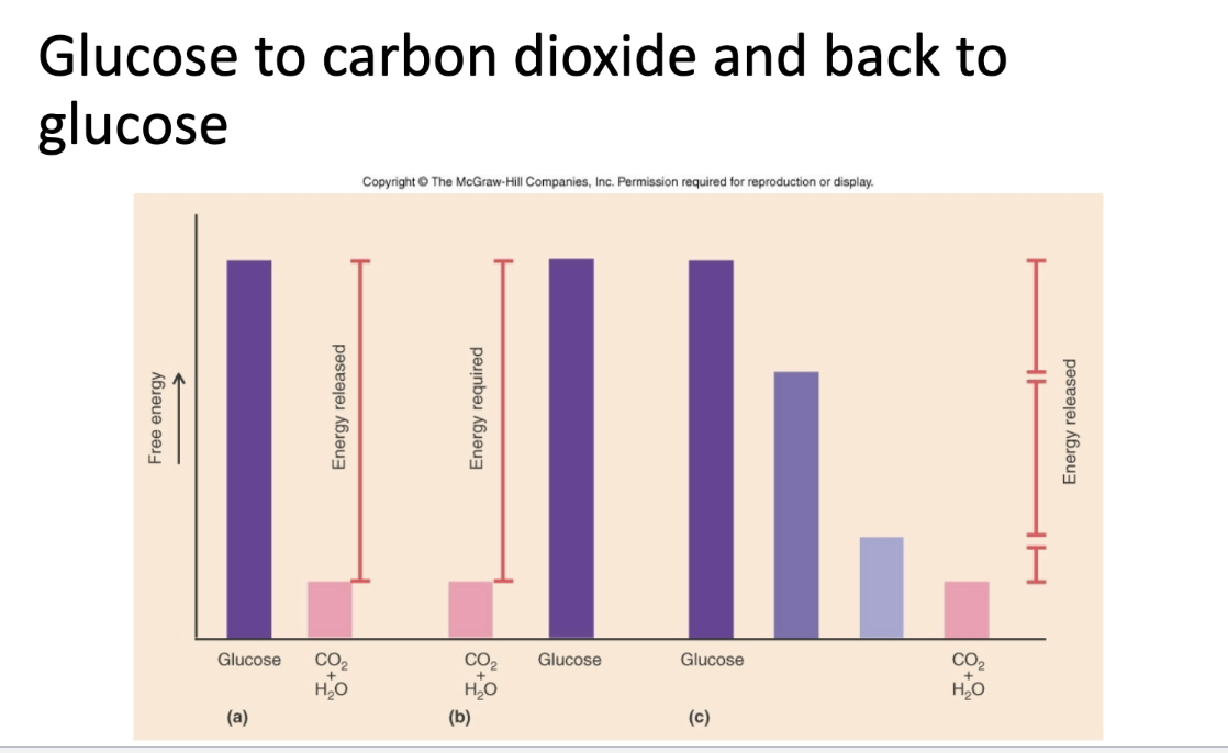 <p>No, enzymes do not change the energy level. Enzymes mediate glycolysis <em>in vivo</em>, but don’t change the energy yield.  </p>