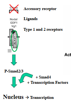 <p>cripto ligand no longer required for receptor activation so Smad2/3 signalling rescued as long as nodal also present </p>