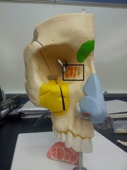 <p>Above sinus, back of eye sockets</p>