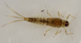 <p>Mayfly nymphs with plate-like gills on the side of the body; they are active swimmers with a rapid side-to-side motion.</p>