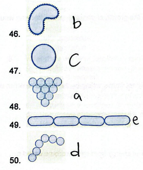 <p>Match the Pictures and their correct descriptive terms:</p><p>A. Staphylococcus</p><p>B. Vibiro</p><p>C. Coccus</p><p>D. Streptococcus</p><p>E. Streptobacillus</p>