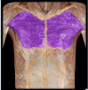 <p>shoulder adduction, internal rotation, and horizondal adduction</p>