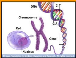 <p>_________- specific <strong>place</strong> on a <strong>chromosome </strong>occupied by a <strong>gene </strong></p>