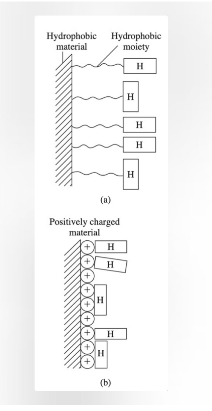 <p>Blood-contacting devices like catheters (thin, flexible tubes that doctors insert into the body to either drain fluids, deliver fluids, or access internal areas for medical procedures) and stents (small mesh tubes that doctors place inside narrowed or blocked blood vessels [or other passages] to keep them open) face high risk of thrombosis (clot forms inside a vessel and obstructs circulation) (A clot [called a <strong>thrombus</strong>] is a mass of blood that has thickened and stuck together) formation. Traditional surfaces trigger blood clotting, leading to device failure and patient complications.</p><p>Heparin Solution: COVALENT attachment of heparin creates a biocompatible surface. The ANTICOAGULANT coating prevents clot formation, extending device lifetime from days to months and reducing patient risks.</p><p>This FDA-approved surface modification technique has become the gold standard for blood-contacting medical devices, with over 20 years of clinical success.</p><p></p><p>Diagram: The diagrams on the right illustrate two different ways to anchor Heparin (H) to a surface, mirroring the strategies we've discussed:</p><p>(a) Hydrophobic &amp; Covalent Attachment: <strong>The Setup:</strong> A hydrophobic material (like many medical-grade polymers) is modified with a <strong>hydrophobic moiety</strong> (the "spacer arm" we talked about earlier). <strong>The Goal:</strong> This provides the necessary flexibility for the Heparin molecule to remain active and interact with blood proteins.</p><p>(b) Electrostatic (Ionic) Attachment: <strong>The Setup:</strong> The material is treated to have a <strong>positive charge (+)</strong>. <strong>The Mechanism:</strong> Because Heparin is naturally highly <strong>negatively charged</strong>, it "STICKS" to the surface via strong electrostatic attraction. <strong>Note:</strong> While ionic bonds are shown here, the text emphasizes that <strong>covalent attachment</strong> is often preferred for "gold standard" devices because it ensures the Heparin doesn't slowly wash away (leach) into the blood over time.</p><p></p>