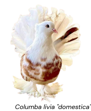 <ul><li><p>Ornamental or exhibiton type </p></li><li><p>India</p></li><li><p>Fan-shaped tail with 30-40 feathers, upright posture, gentle nature, and used mostly for shows or pets</p></li></ul><p></p>