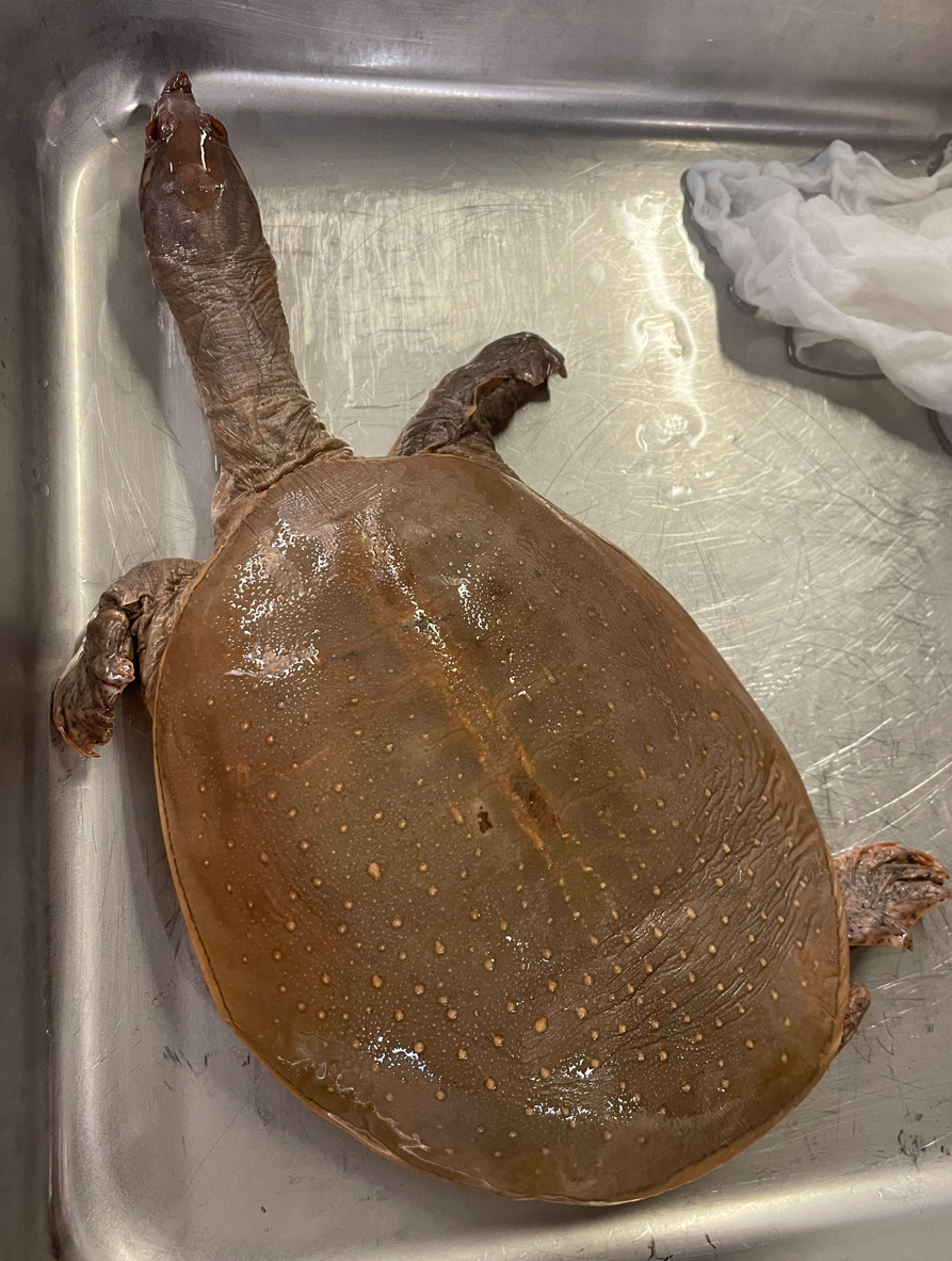 <p>Genus and species</p>