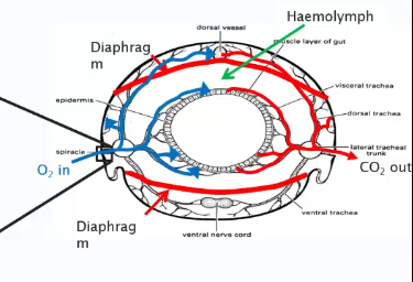 <p>Tracheal system.</p><p>air enters through spiracle.</p><p>CO<sub>2</sub> forced out by moving.</p><p>this system limits body size. </p>