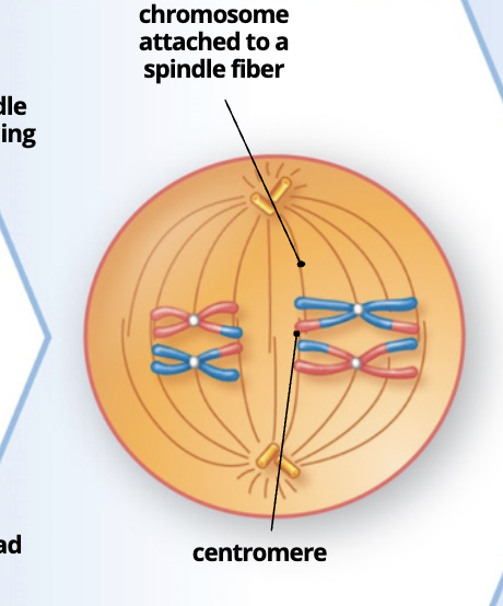 <p></p><ul><li><p><span style="color: blue;">Tetrads align at the spindle equator. Either homologue can face either pole</span></p></li></ul><p></p>