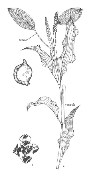 term image