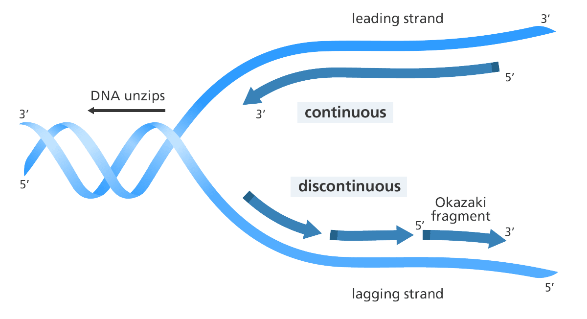<p>Continuous replication occurs on the leading strand; discontinuous on the lagging strand.</p>