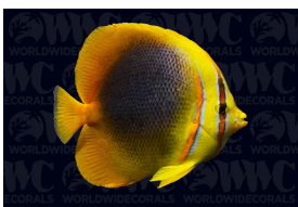 <p><span style="background-color: transparent; font-family: "Open Sans", sans-serif;">Chaetodon aureofasciatus</span></p>