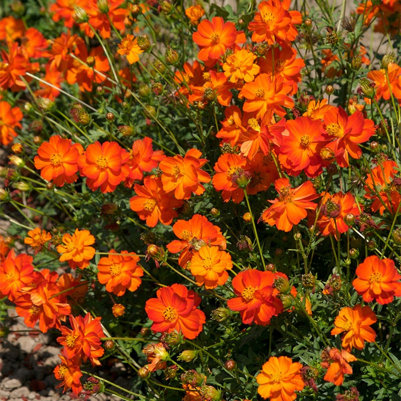 <p>asteraceae</p><p>orange/yellow flower</p><p>opposite compound leaves</p><p>deeply lobed leaflets</p><p>solitary flowers</p><p>very prolific</p>