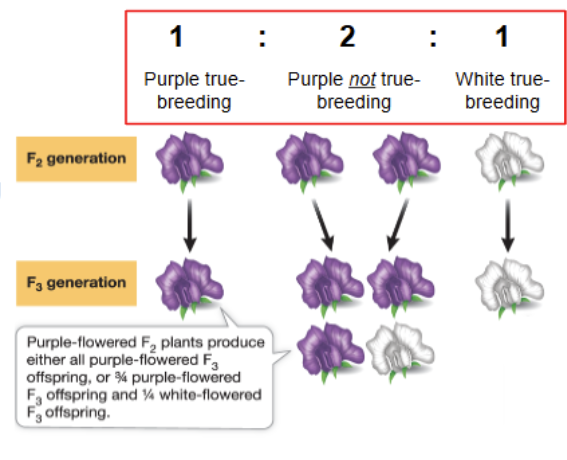 <ul><li><p>Mendel found an underlying pattern when considering potential offspring</p></li><li><p>underlying pattern = <strong><u>1:2:1 ratio</u></strong></p></li></ul><p></p>