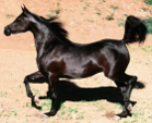 <p>welk type paard is dit</p>