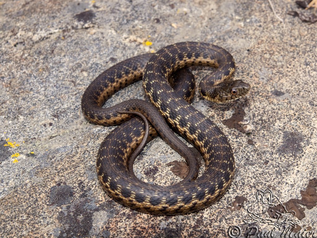 <p>Alethinophidia, Colubroidea, Colubridae<br>Thamnophis couchii<br>Sierra garter snake</p>