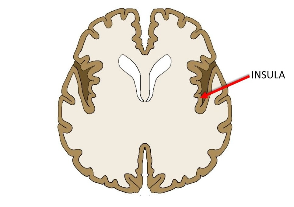 Insula