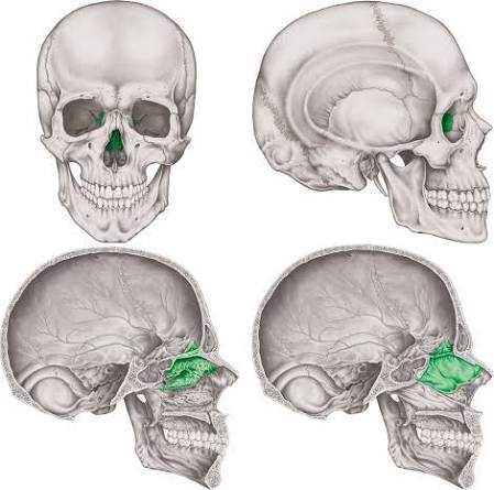 <p>name the bone</p>