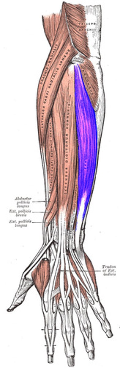<p>under extensor digitorum</p>