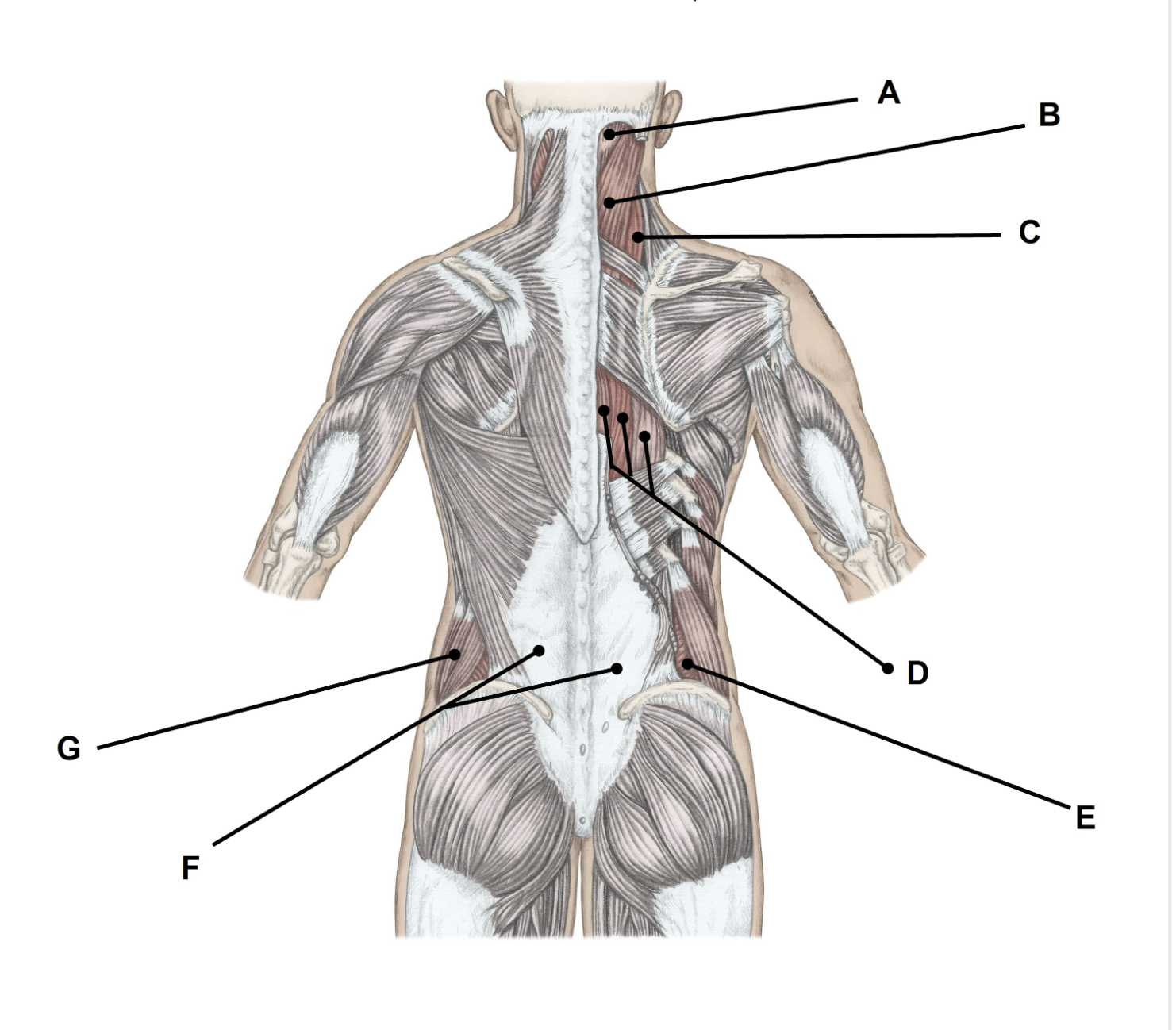 <p><span>Match the appropriate term with the landmark or structure (A-G) identified in the picture below. Answers are used once and there are incorrect choices. NO partial credit.</span></p>