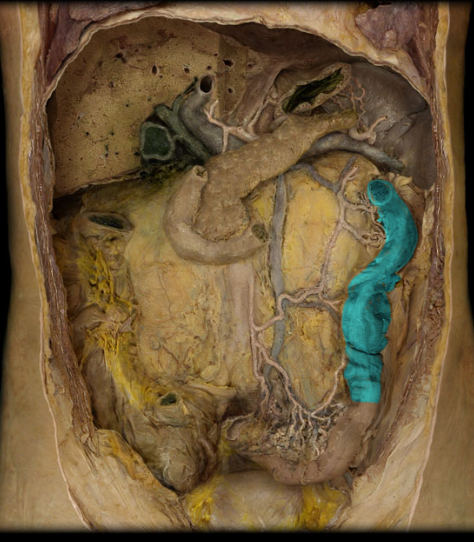 <p>descends along the posterior body wall from near the spleen to the pelvic region</p>