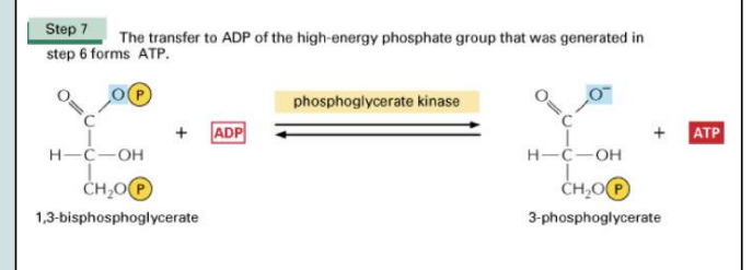 <p>Dit is de fosfoglyceraat kinase reactie. Hiebij treedt de eerste vorming van ATP op. </p><p>Het enzym fosfoglyceraat kinase transfereert een fosfaatgroep naar ADP zodat ATP wordt gevormd. Dit heeft een sterk negatieve ΔG, want er ontstaat resonantie </p><p>1,3 Bifosfoglyceraat → 3-fosfoglyceraat + ATP </p>