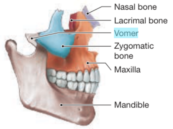 <p><span style="background-color: transparent;">The thin, flat bone forming the lower part of the nasal septum</span></p>