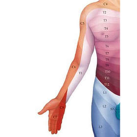 <p>C6</p>