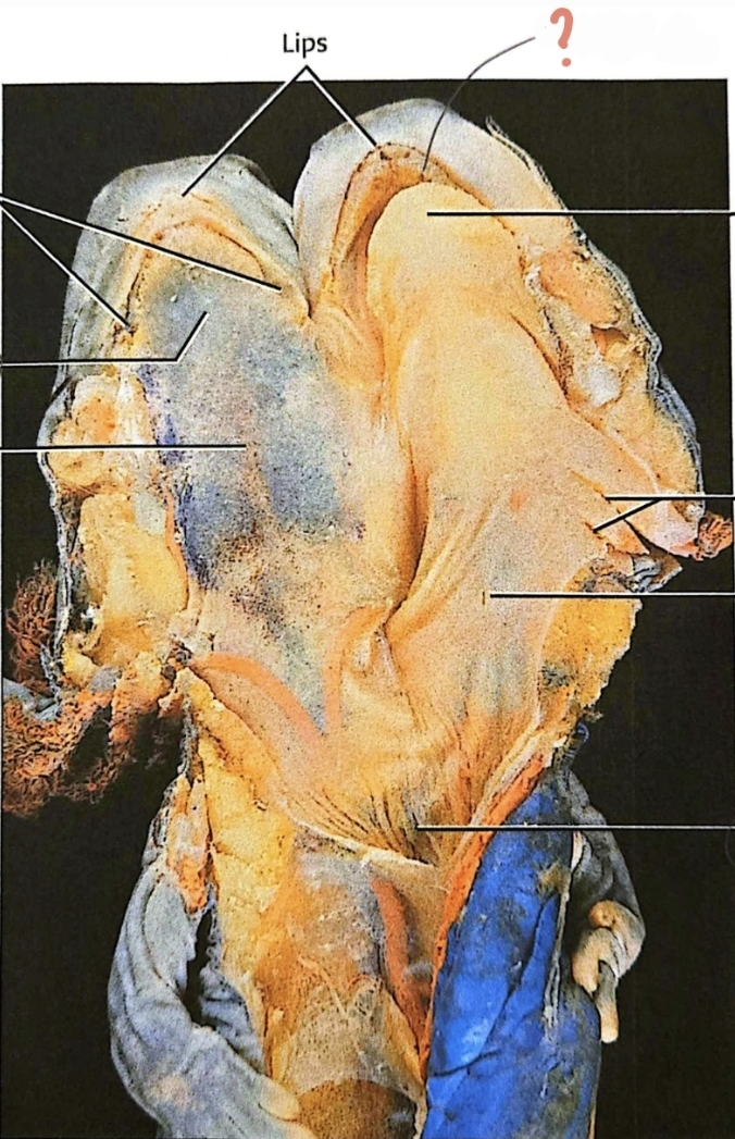 <p>found at the edge of the lips; functions to hold and grip prey rather than chewing or crushing</p>