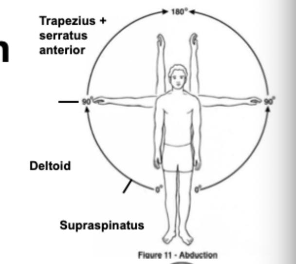 <p>serratus anterior and trapezius</p>