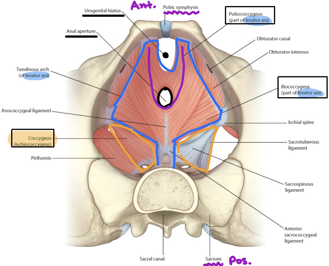 <ul><li><p>Funnel shaped pelvis floor or <strong>pelvis diaphragm</strong> is composed of 2 paired muscles</p><ul><li><p><strong>Levator ani muscles</strong> &amp; <strong>coccygeus muscles</strong></p></li></ul></li><li><p>Pelvis diaphragm closes the majority of the inferior pelvis aperture </p><ul><li><p>Pierced by <strong>rectum</strong> &amp; <strong>urethra</strong></p></li><li><p>This diaphragm supports &amp; raises the pelvis floor &amp; assists in the support of the abdominopelvic viscera</p></li></ul></li></ul><p></p>
