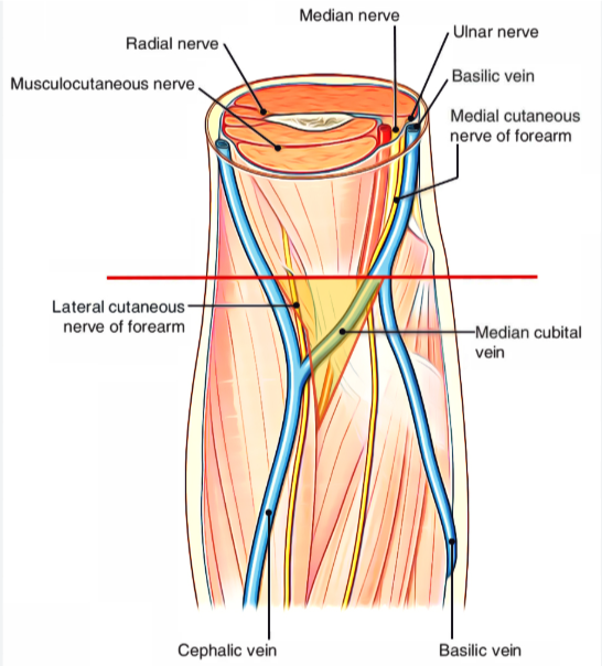 <p>Median cubital vein.</p>