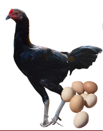 <ul><li><p>Dual-type chicken</p></li><li><p>90-120 eggs per year</p></li><li><p>1-1.5 kg at 60 days</p></li><li><p>Palawan, Philippines</p></li><li><p>Slow-growing native breed (4-6months), with a tall, muscular, long legged body</p></li></ul><p></p>