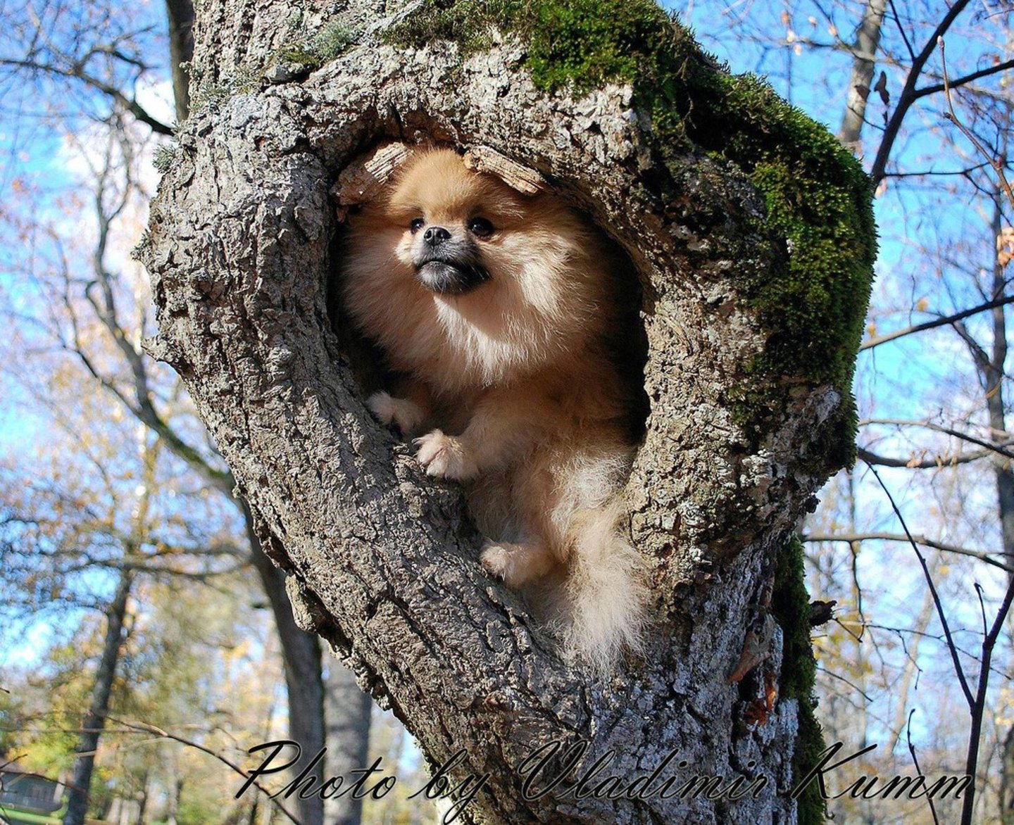 <p>Establish firmly in a position</p>