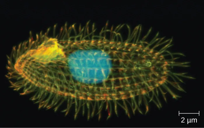 <p>The protist shown has which of the following?</p><ol type="A"><li><p>pseudopodia</p></li><li><p>flagella</p></li><li><p>a shell</p></li><li><p>cilia</p></li></ol><p></p>