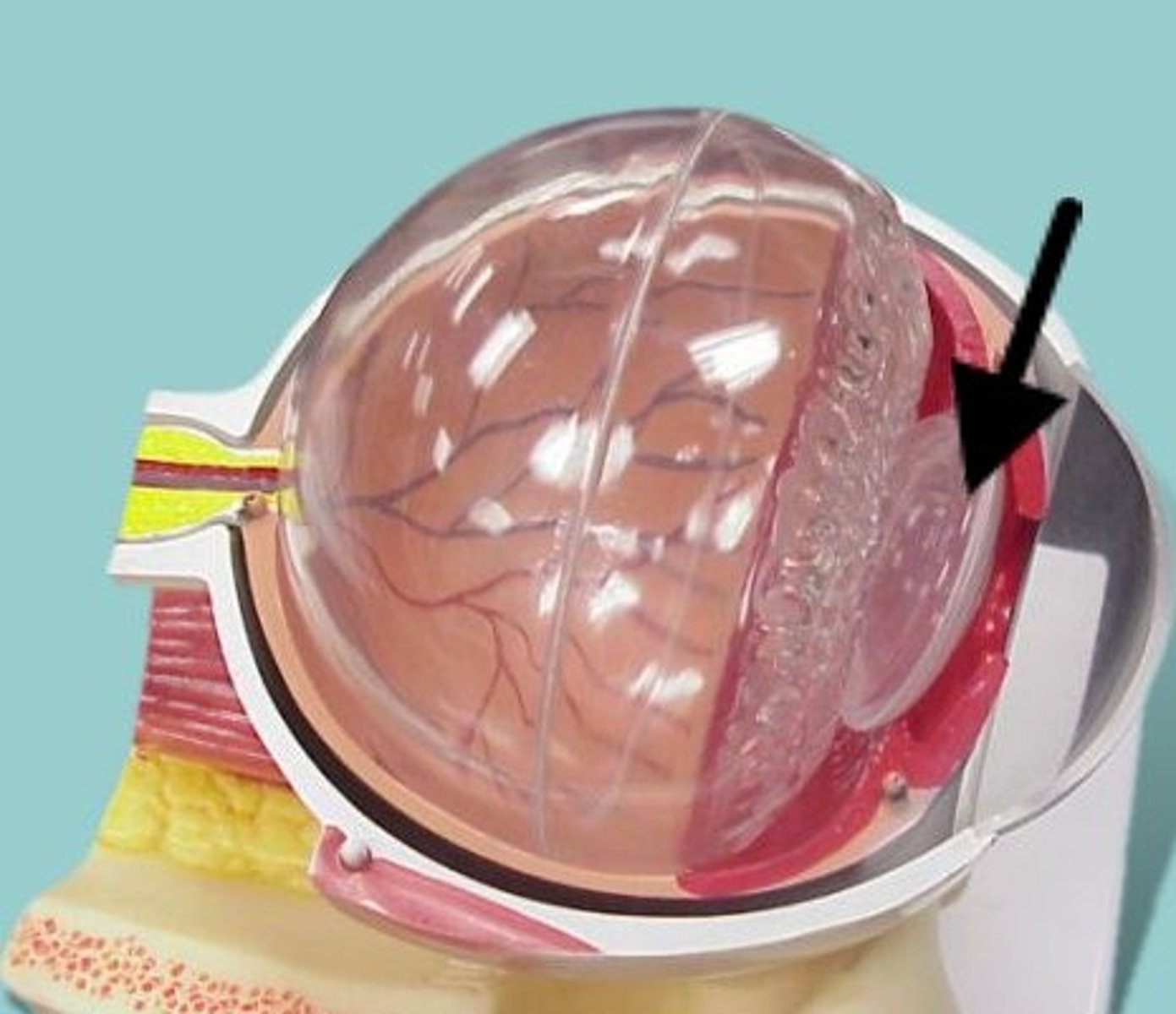 <p>The transparent structure behind the pupil that changes shape to help focus images on the retina</p>