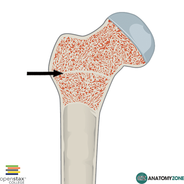 <p><span>Epiphyseal plate/line</span></p>