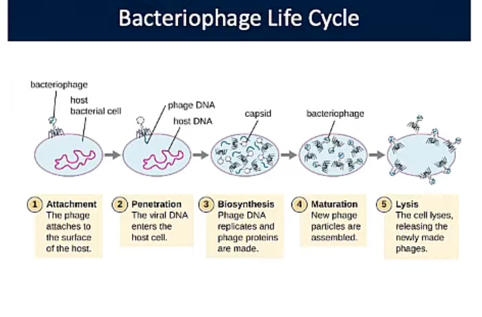 <p>Bacteriophages Life Cycle</p>