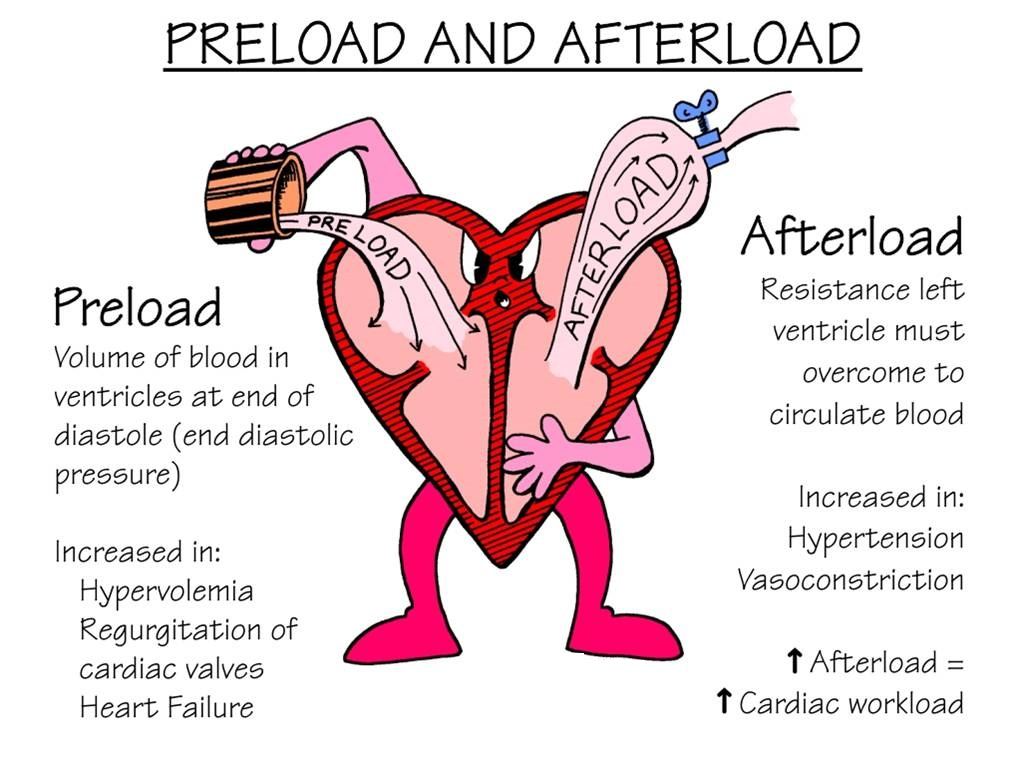 <p><u>cardiac output:</u> amount of blood ejected by heart in 60 seconds, average 4-8L</p><p><u>preload:</u> volume of blood</p><p><u>afterload (systemic vascular resistance SVR):</u> how much resistance heart is beating against</p><p><u>contractility:</u> how strong each contraction is</p><p><u>control of peripheral circ:</u> dilation/constriction of vesselscentr</p>