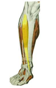 <p>What is the highlighted muscle? What is its innervation?</p>
