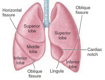 <p>separate the lobes of the lungs</p>