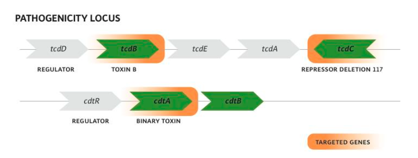 <ul><li><p><strong>Binary toxin </strong>is coded for by <em>cdtA and cdtB </em>genes outside PaLoc</p></li><li><p><strong>1 bp deletion in tcdC inactivates repressor of tcdB</strong></p><ul><li><p>Increased tcdB transcription, i.e. Toxin B production</p></li></ul></li></ul><p></p>