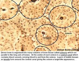 <p>what type of connective tissue is this?</p>