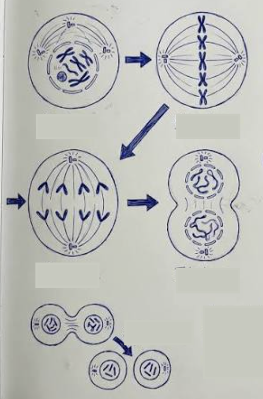 <p>name the stages in mitosis</p>