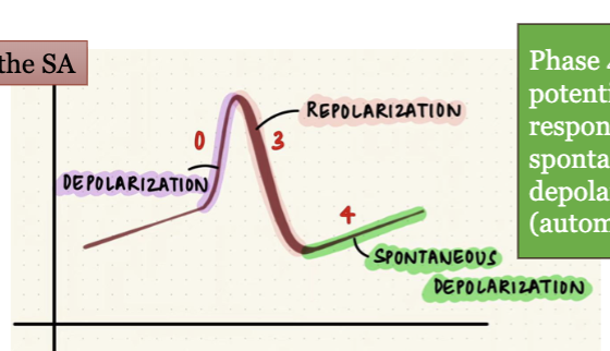 <p>the heart has 2 types of AP:</p><p>1) muscles of atria and ventricles where they got plateau, contractile cells</p><p>2) in the pacemaker of heart aka SA, conducting cells</p><p></p><p>phase 4: “pacemaker potential,” bc it is responsible for the spontaneous repetitive depolarization (automaticity)</p><p>certain NONcontractile cardiac muscle cells exhibit automaticity and rhythmicity and can independently initiate APs bc their resting mb potential (RMP) is unstable bc it never “rests” = pacemaker potential</p><p>automaticity is due to the fact that these cells start leaking Na+ into cell as soon as they return to resting state</p>